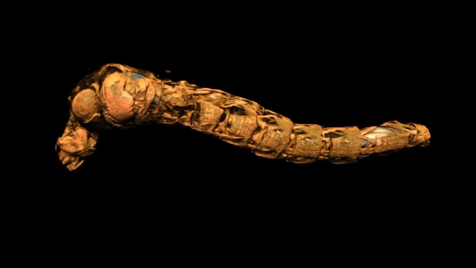 These insect submarines survive depths that would crush them