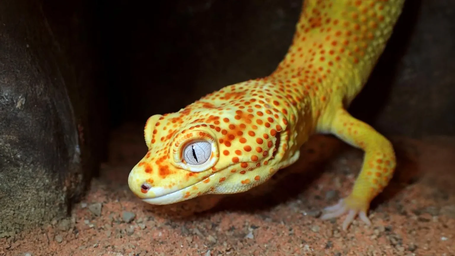 This pet gecko could help scientists unravel the secrets of cancer