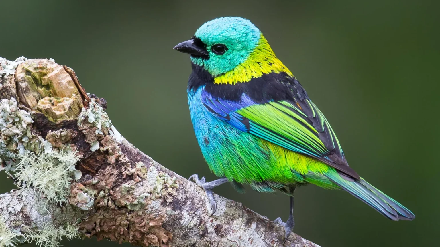 AI reveals explosive explosion in bird evolution AI reveals explosive explosion in bird evolution