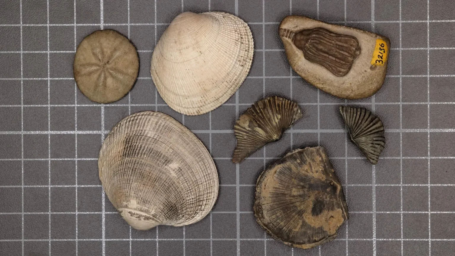 Scientists have finally solved the mystery of Earth’s biggest mass extinction