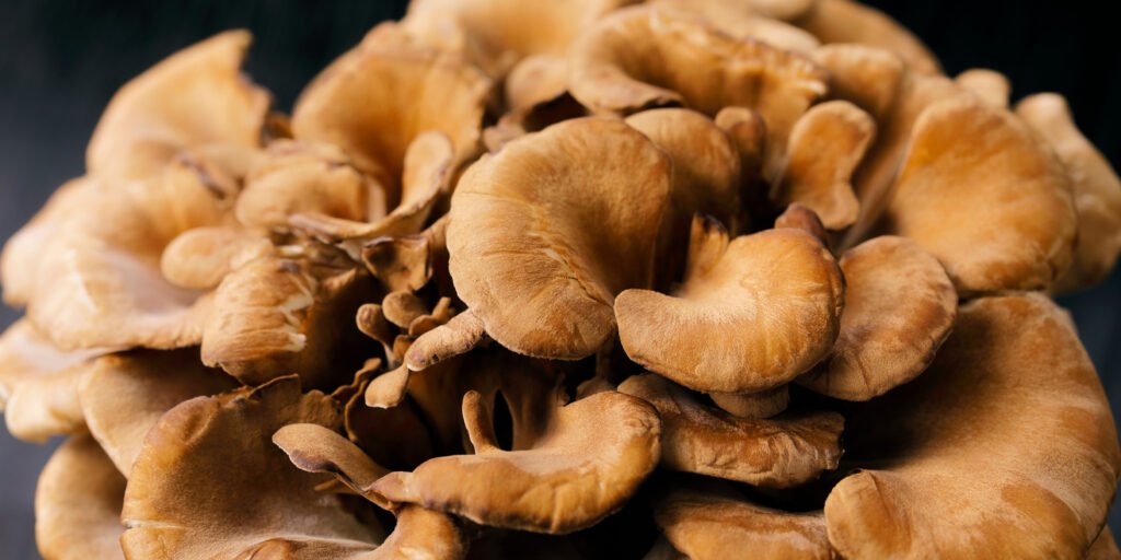 Daily intake of maitake mushrooms may improve memory in older adults