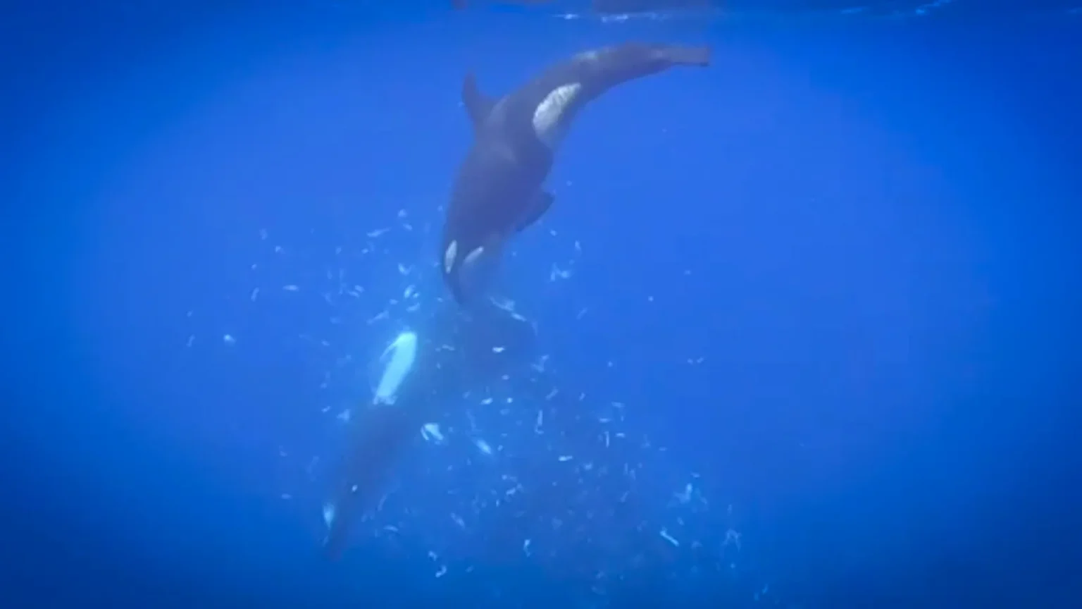 Killer whales filmed breaking giant sunfish into thousands of pieces Killer whales filmed breaking giant sunfish into thousands of pieces