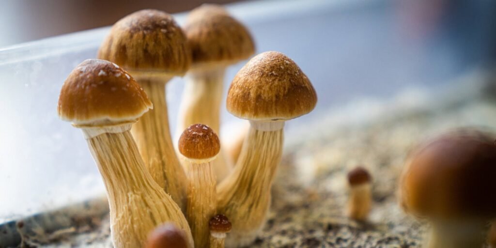 Magic mushroom compounds may help protect skin from premature aging