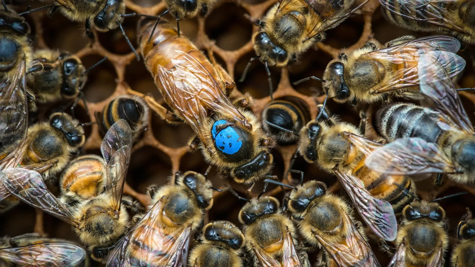 Scientists discover hidden brain switch that assigns tasks to bees