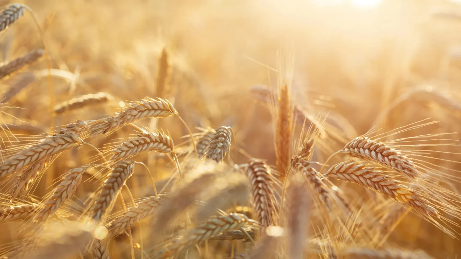 Scientists unravel 30-year-old rye pollen mystery that could change cancer research