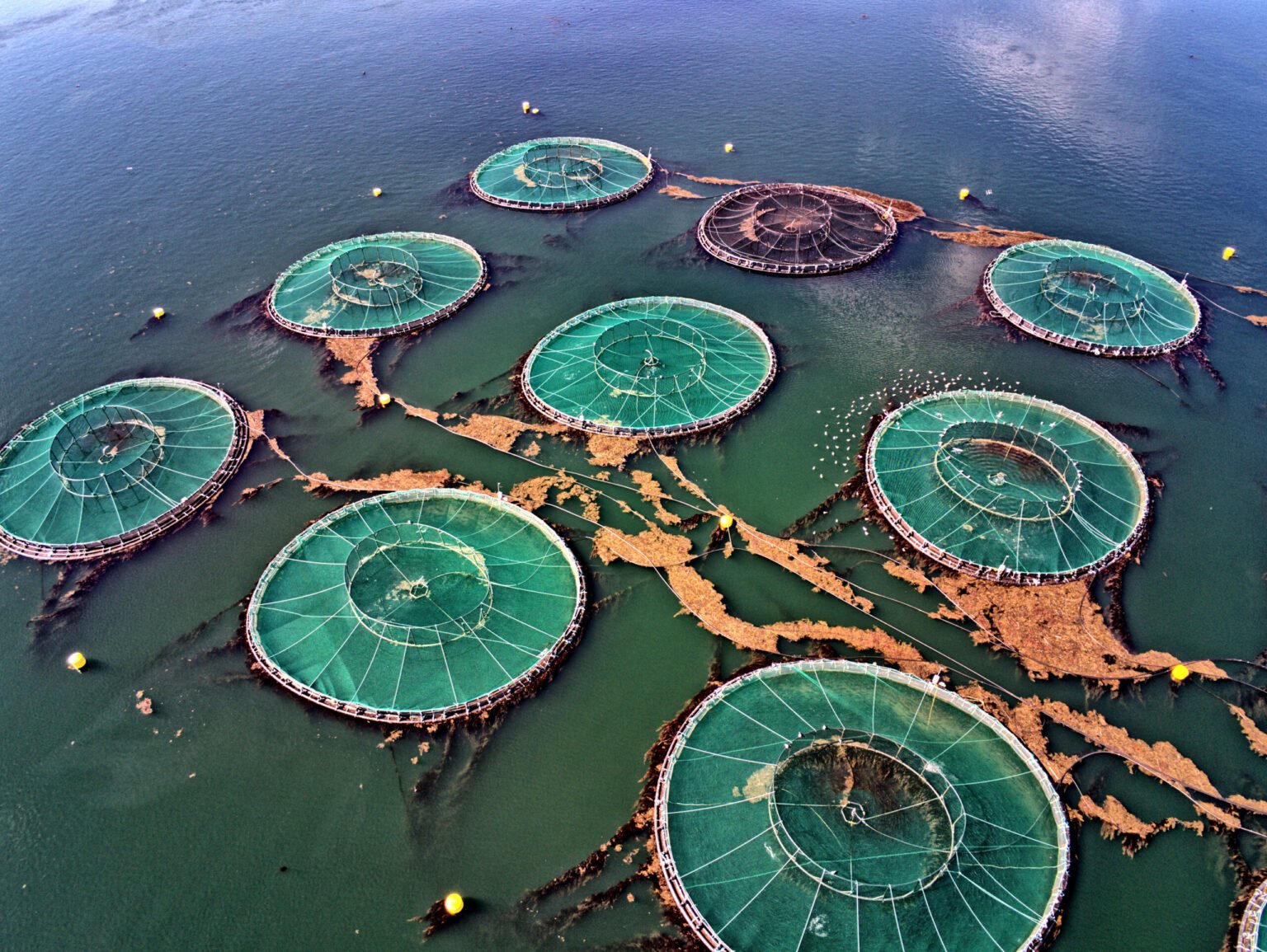 Fish industry giant fails to combat pollution, new study reveals