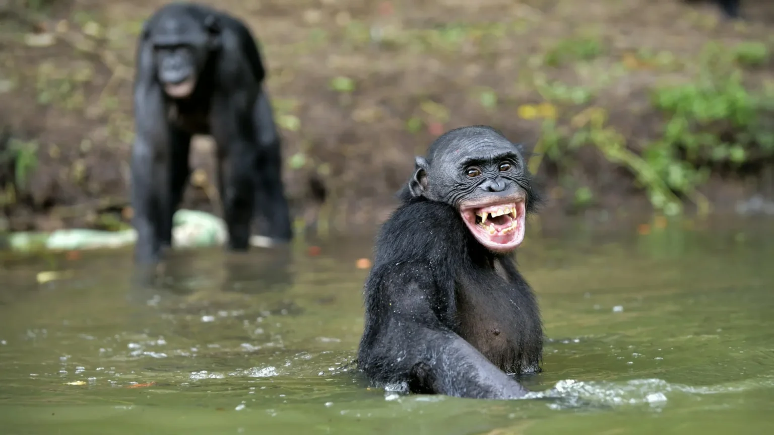 Ape’s laughter reveals the hidden origins of human language Ape’s laughter reveals the hidden origins of human language