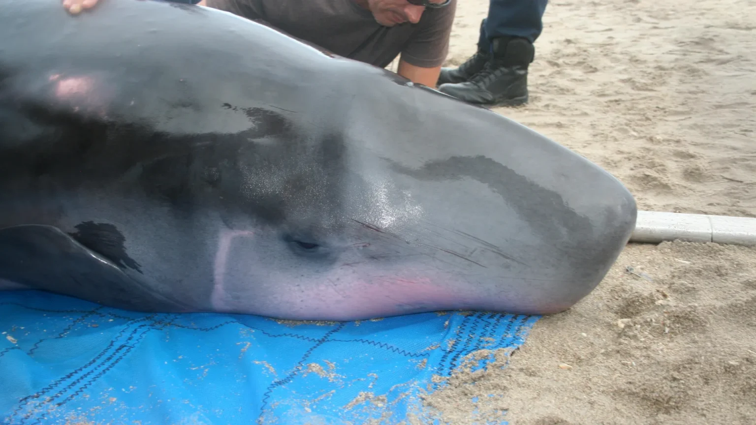 Scientists have discovered a mysterious bacteria inside the body of the ocean’s most elusive whale Scientists have discovered a mysterious bacteria inside the body of the ocean’s most elusive whale